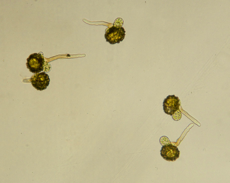 mew spore 胞子体　8株程度 mew spore 胞子体 8株程度 mew spore 胞子体 8株程度